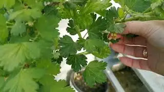 Дачные дела, зжигаем их Уксусом 😱🙈