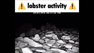 ⚠️LOBSTER ACTIVITY⚠️