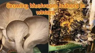How to Grow mushroom at home with grow kit