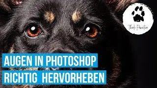 Augen in Photoshop bearbeiten /hervorheben / aufhellen - Hunde Fotografie
