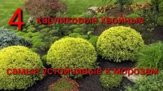 Какие хвойные 🏞️ 🌲карликовые самые устойчивые к морозным❄️ зимам?☝️🌲