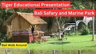 Pertunjukan Harimau yang Menakjubkan di Bali Safary and Marine Park