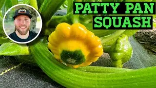 CROP FOCUS: PATTY PAN & ZEPHRY SUMMER SQUASH