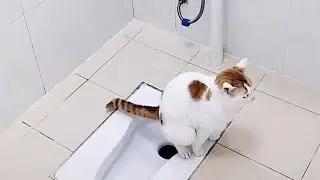 Funny Cats  2022 | watch this to forget your tough day  🐈