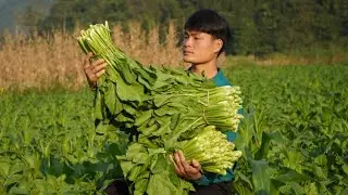 Harvest bok choy,  Bring it to the market to sell, My daily life