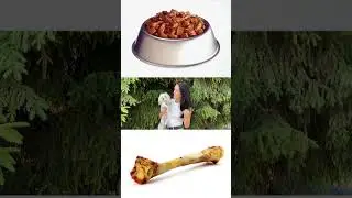 Когда объясняешь собаке как ей с тобой повезло 😂😂🤣 #собака #мальтипу #животные #корги #собаки