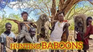 HADZABE SUCCEEDED TO HUNTS Baboons - Afternoon