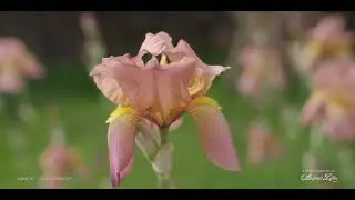240515 Flowers FX3 1