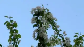 ТОРАТАУ!Цветущая яблоня