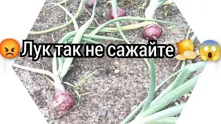 🧅😡ТАК ЛУК БОЛЬШЕ НЕ ПОСАЖУ!!😡 Меньше надо слушать, а делать как всегда!💪💯