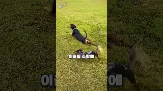 아빠의 관심을 모두 받기 위한 강아지의 행동