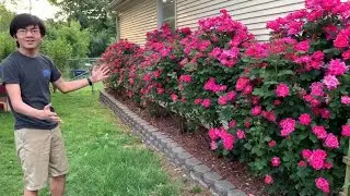 Our Double Knockout Roses Are Truly Amazing This Year | Backyard Gardening Vlog 2020 Ep12 June 10 P1