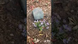 Симбочка.... Земля тебе пуховик... 