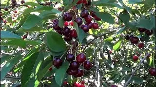 Видеофон Спелая сладкая вишня