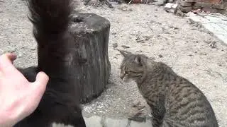 из кошачего архива .апрель 2017года