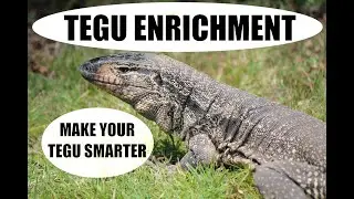 Tegu Enrichment Made Easy with These 2 Simple Tricks!