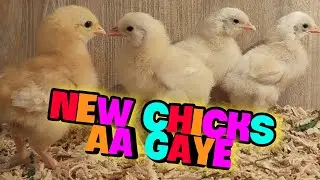 My First Payment 😇 From Incubator 🐣|| New Chicks aa Gaye | #shehrmainگاؤں #petsvlog #hen #murgipalan