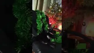 Выпустиииии!!!