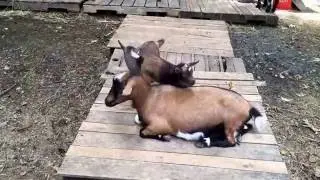 Goat kids playing on mom!