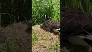 Ура! Гусята вылупились!
