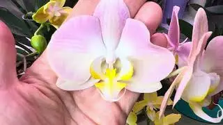 Красота на подоконниках! 🌸🌼