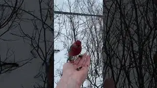 Щур обыкновенный #лес #дикая птица #лесная птица #птица