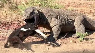 The Ferocity of Komodo Swallow a Small Goat || HIGHT DEFINITION