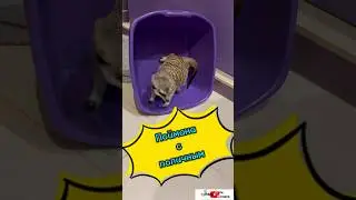 Поймана с поличным #meerkat #сурикотики #cat #шпротик