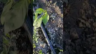 Рассада переца стала фиолетовой  #дача #огород #garden #лето