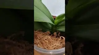 Цветонос или КОРЕНЬ у ОРХИДЕИ ❓ 