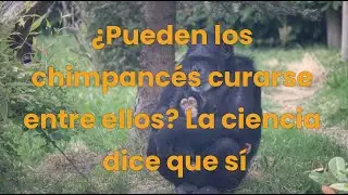 ¿Pueden los chimpancés curarse entre ellos? La ciencia dice que sí