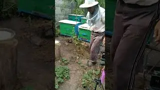 Пчелки приехали домой. Осторожность при открытии  летков.