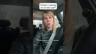 Почему у щенков не встают уши?  
