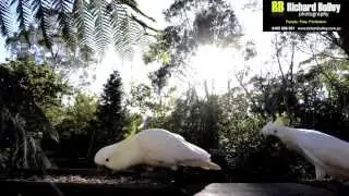 Cockatoo Breakfast Richard Bulley Photography