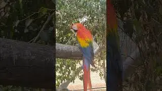 Encounter with Macaws