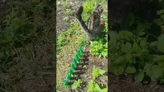 реакция кота на кошачью мяту.