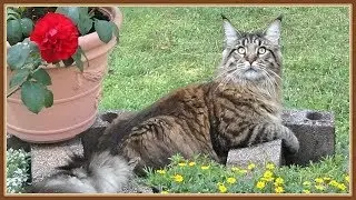 BIOGRAPHY OF CAT WILLIE