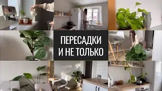Flower Vlog. Transplants. Plant Care.