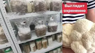 Простой температурный тест штаммов. Ежовик гребенчатый. Грибные блоки. Отзывы о приёме Ежовика.