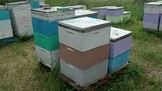 На втором точке. Конец рапса нужно качать 🐝🙂🍯