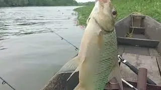 FULL STRIKE IKAN PEPAH! MANCING LIAR WAY TERUSAN LAMPUNG #mancing #fishing