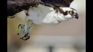 Gone Fishin' Osprey   HD 1080p
