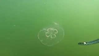 Неочікувана зустріч у Балтійському морі.
