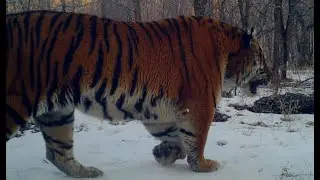 The oppressive feeling of Siberian and Bengal tigers walking