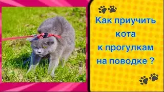 Как приучить кота к прогулкам на поводке 