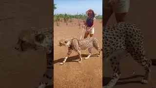 Walking with Cheetahs! #cheetah #africanwildlife #africansafari #shortsyoutube