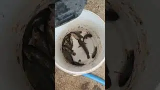 hasil mancing ikan betik bersama kakak juna