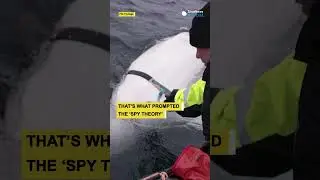 Beluga #whale, suspected of being a #Russian spy, found dead off #Norway |  #shorts #spy #russia
