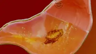 Sindirim sistemi