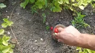 ЗЕМЛЯНИКА🍓 /КЛУБНИКА🍓 ДОМА🏠
